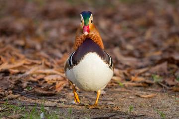 Male mandarin duck (Aix galericulata), Lazienki park, Warsaw