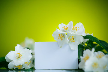 jasmine white flower