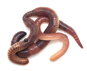 earthworms on a white background