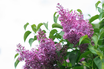 lilac flowers and empty space for your text