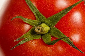 red tomato white background