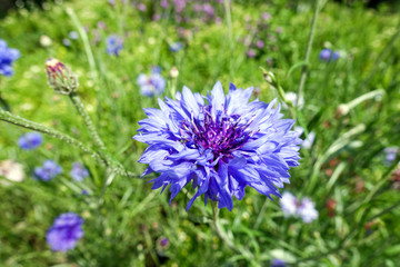 Cornflower