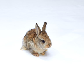 Little beautiful rabbit on white background