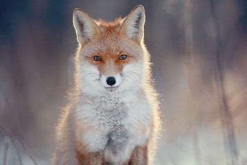 red fox in winter forest Pretty