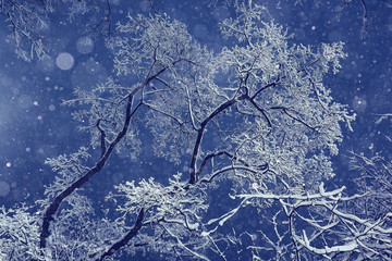 Winter night background snowy branches