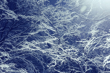 Winter night background snowy branches