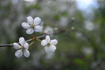 branch of apple blossom