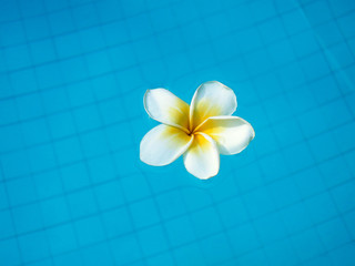 White tropical frangipani flower floating in swimming pool