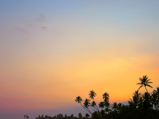 Fototapeta na wymiar Black palm trees silhouettes on sunset sky background, Kamburugamuwa, Sri Lanka