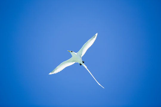 Beautiful long tailed tropic bird flies on blue sky