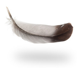 Flying gray feather with shadow