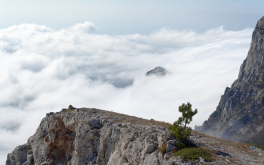Fototapeta na wymiar pine on a rock in the clouds and fog. Crimea, Ukraine.
