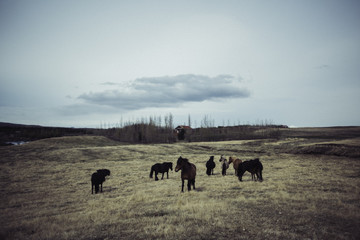 Troupeau de chevaux islandais