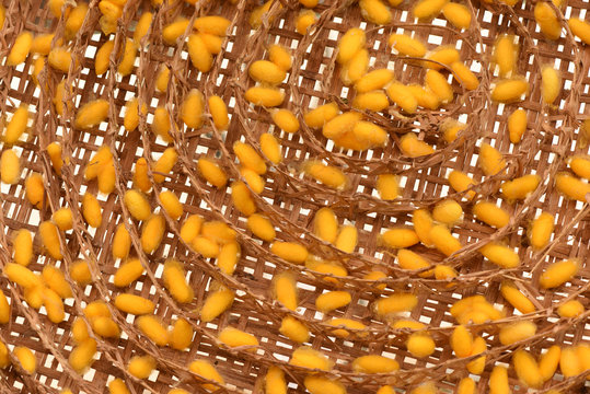 Yellow Cocoon in the bamboo nest.