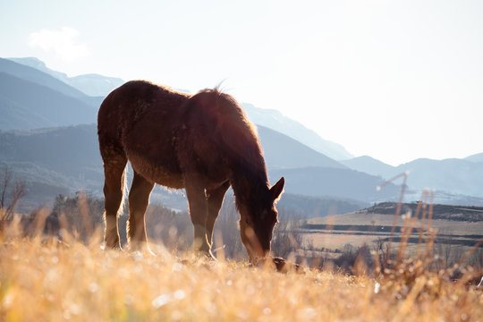 Horse grazing in the field