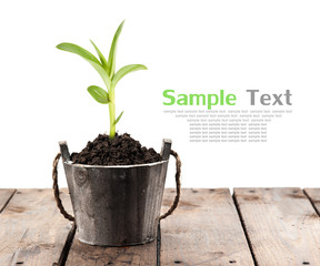 Plant in pot and garden tools on perspective wood,white backgrou