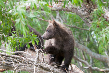 Naklejka na ściany i meble Bear cubs