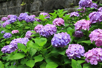 色々な色のグラデーションを奏でるアジサイの群落