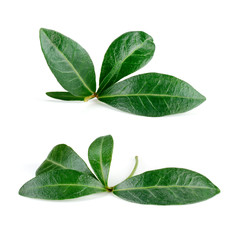 Pomegranate leaf isolated on white. Collection. With clipping pa