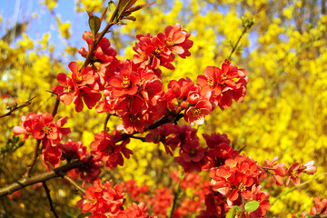red flowers blossomed on the background of yellow flowers
