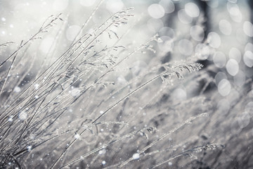 Snowfall in the field. Bush Grass covered with ice crystals. The snow glistens on the blade of grass. Close-up. Winter background. Copy space. 