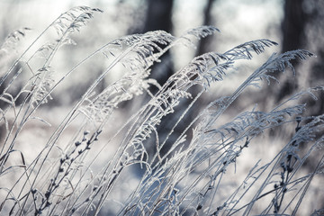 Snowfall in the field. Bush Grass covered with ice crystals. The snow glistens on the blade of grass. Close-up. Winter background. Copy space. 