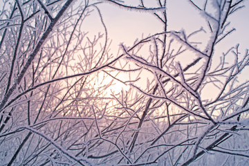 background Winter branches frost, sunset New Year Christmas.