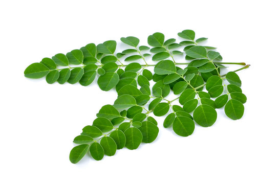 Moringa leaves over white background