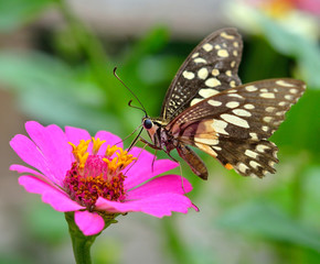 Fototapeta na wymiar butterfly fly in morning nature