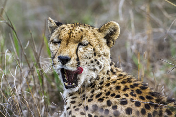 Cheetah in Kruger National park, South Africa