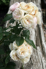 Blossom of the historic pink  rose Bouquet Parfait in the summer garden. 