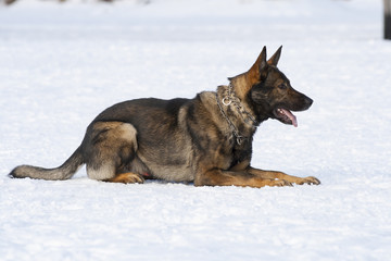 german sheepdog