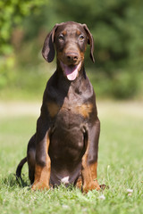 young brown doberman puppy