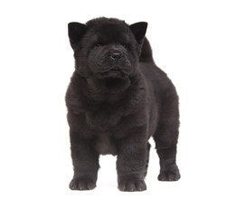 black chow-chow puppy