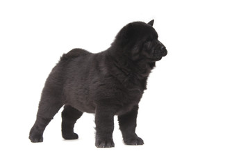 black chow-chow puppy