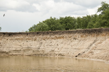Fototapeta na wymiar Sandy River cliff with swallow burrow holes, Russia.