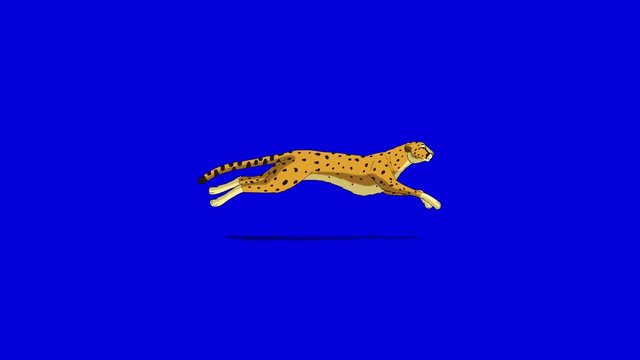 Running Cheetah. Animated footage isolated on blue background. Looped motion graphic.