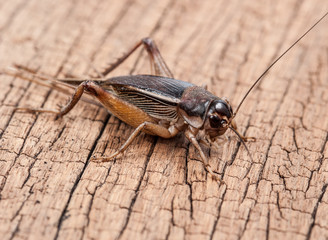 Gryllidae on wood