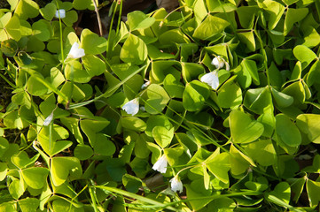 Green clovers with white flowers