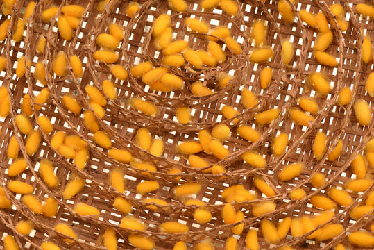 Yellow Cocoon in the bamboo nest.