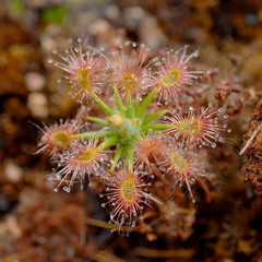 pygmy sundew Drosera dichrosepala