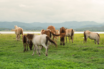 Fototapeta premium Family horse on a green field and blue sky