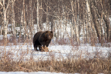 The brown bear