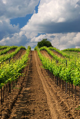 Fototapeta na wymiar Beautiful vineyard orchard, Pannonhalma Wine Region in Hungary