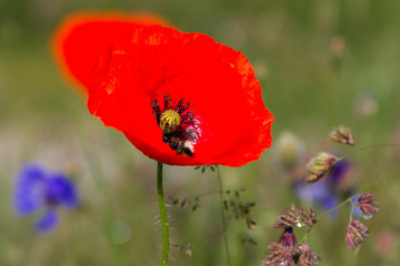 Blumenteppich Wildblumen