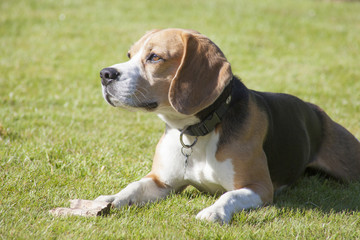 sweet beagle plays in a garden