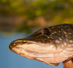 Freshly caught pike