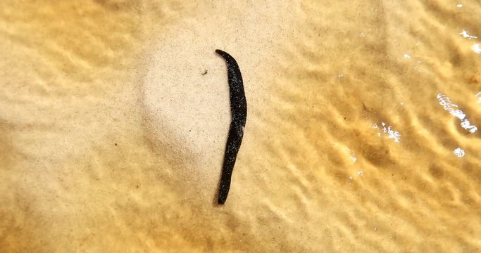 Close up of a fat black leech in shallow water