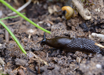 slug in garden