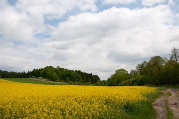 Field of rapeseed with rural road